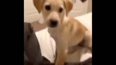What da dog doing?