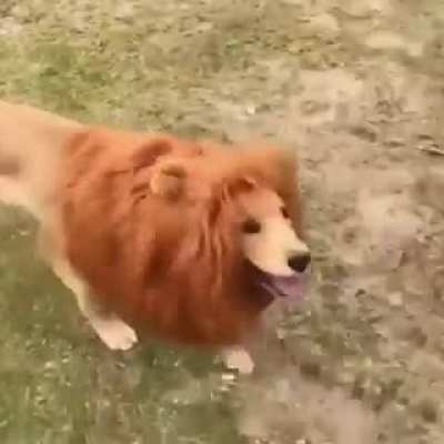 Cute lion ?lol