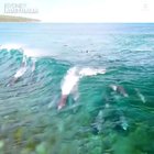 ? A pod of dolphins swimming with the waves in Australia