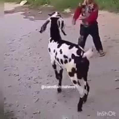 Kid keeps wacking goat w instant karma