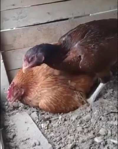Sit on the egg you idiot!