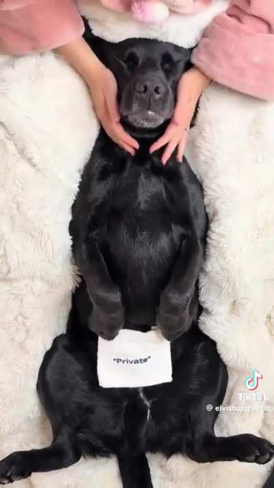 Dog gets a spawday ? ? ?