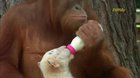 Interspecies babysitting ??