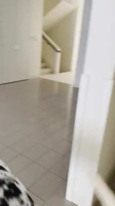 Enjoy the first 7 seconds of my dogs in the new house ?