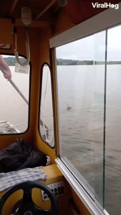 A boatman on a school boat in Brazil uses an oar to rescue an ocelot trying to cross the river.