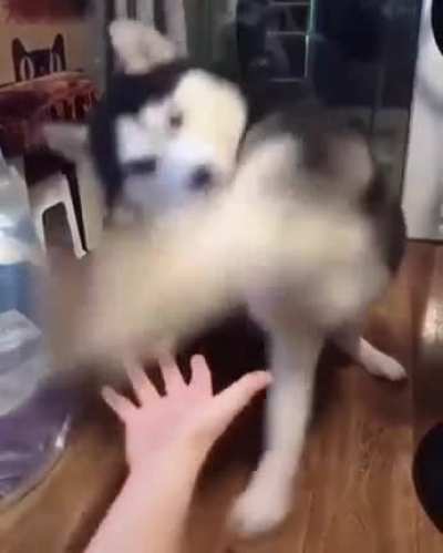 Husky Learning How To "shake"