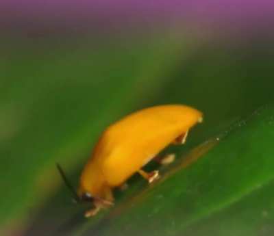 ? Calyptocephala attenuata. ?