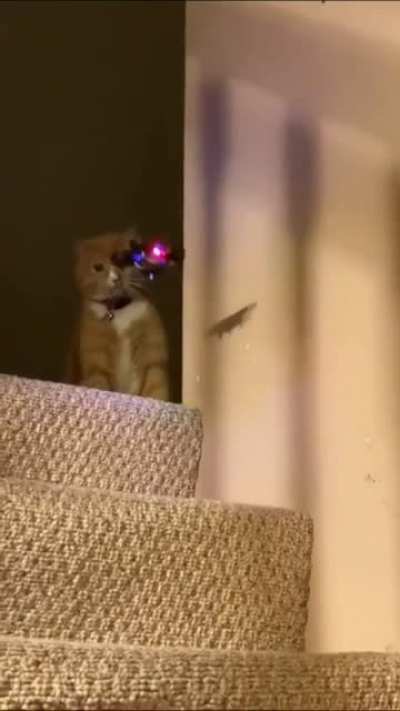 Cat watching drone