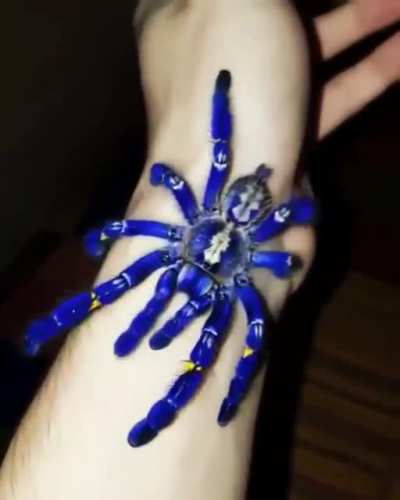 ? Cobalt blue tarantula