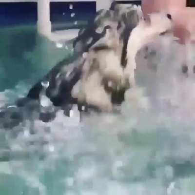 WCGW joining the fun with my favorite hooman?