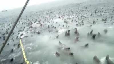 To catch fish