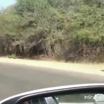 ? Impalas escaping from cheetah