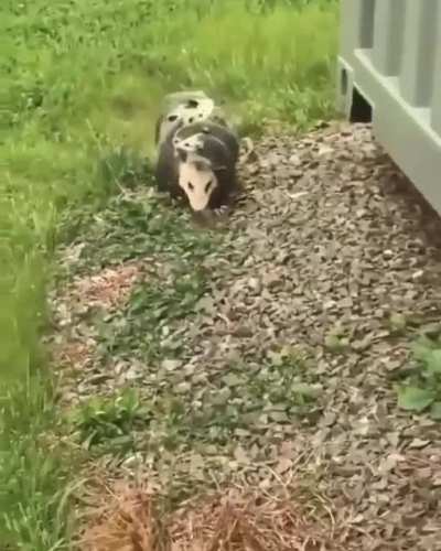 ? Opossum mom carrying her babies