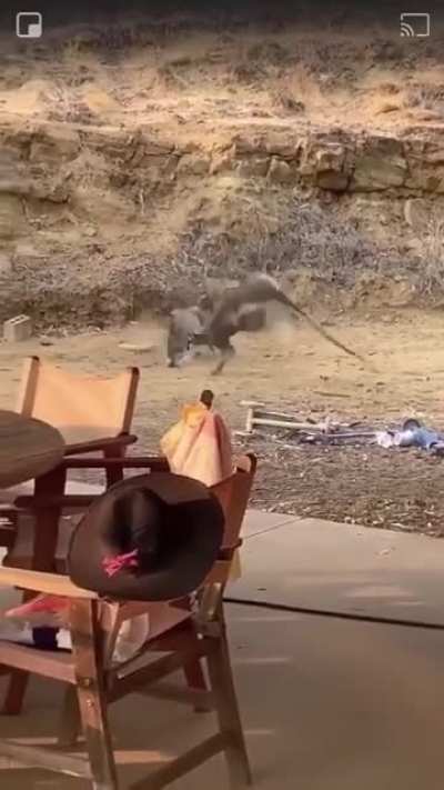 ? Kangaroos having a Good Old-Fashioned Bar Fight