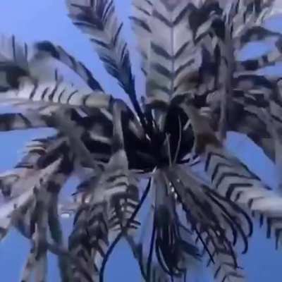 ? The Swimming Feather Star