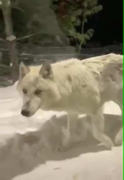 ? Curious Wolf stops by lodge in Quebec Canada ?