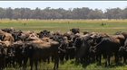 Holy Cow! Only in Australia