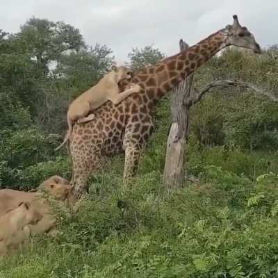 ? This giraffe walking around with lions attached to it