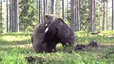 ?two male brown bears fighting