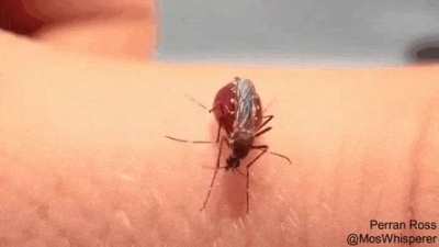Pop goes the mosquito