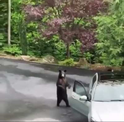 If a bear ever touch your car do this