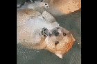 Puppy gets his milk