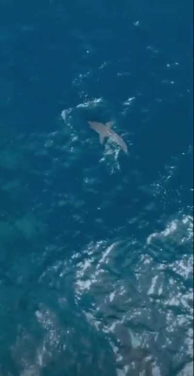 ? A huge Orca hunting a Great White shark