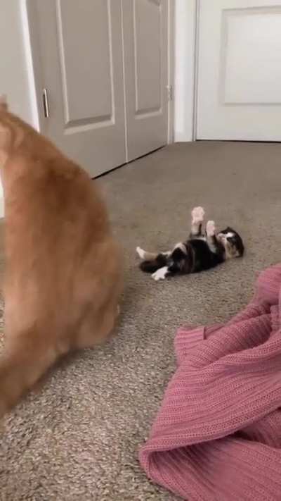 Trying to get Mom’s attention