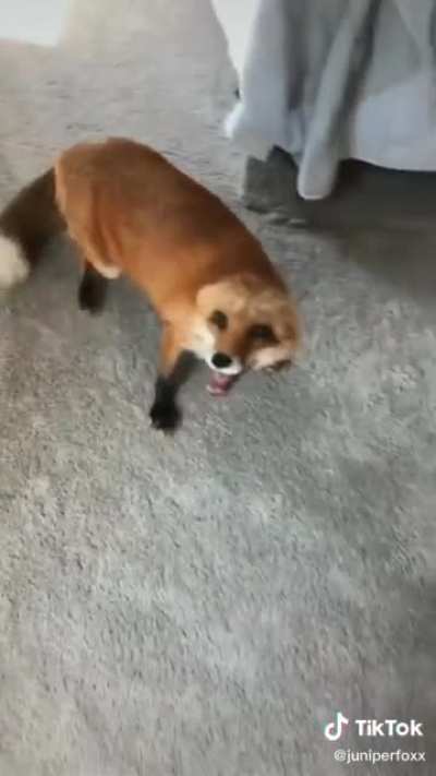 The animals and their problems