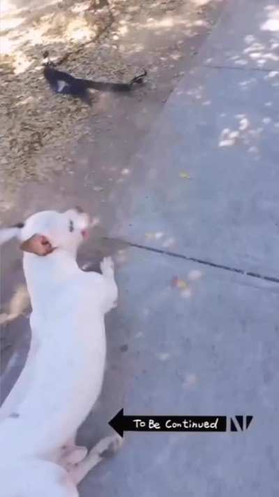 To befriend a stranger’s pitbull