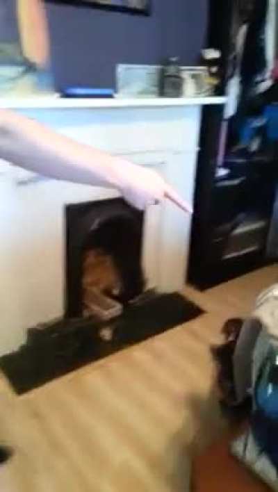 Circus cat gives high-five and jumps hoops before breakfast.