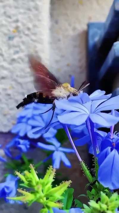 ? A hummingbird hawk-moth feeding on nectar