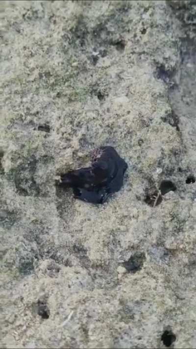 ? Venom.