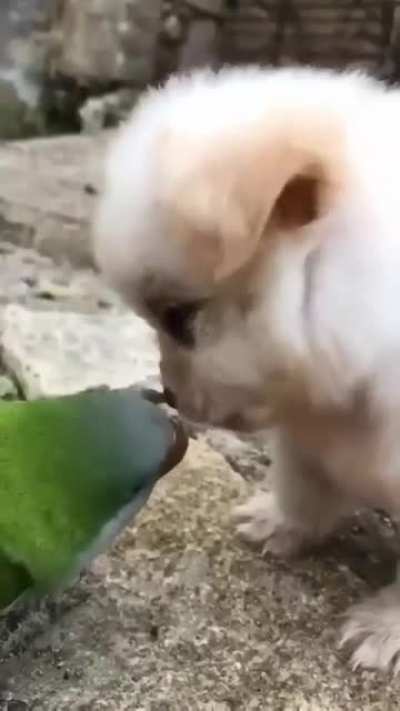 True friends