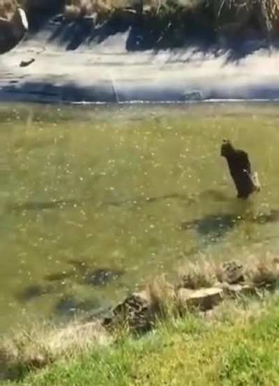 Chonky cat vs fish