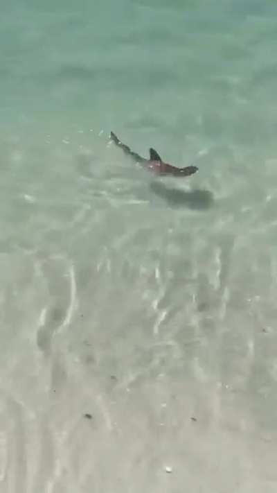? Adorable baby Hammerhead Shark, swimming in the Florida surf.