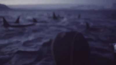 ? the largest gathering of Orcas ever filmed, Norway