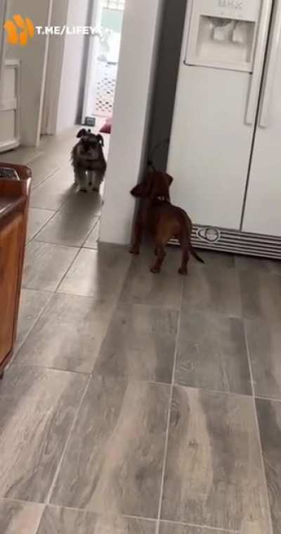 Two best friends play hide and seek?❤️?