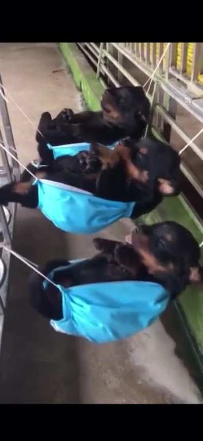 Pupper Hammocks ?