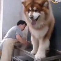 Very big dog