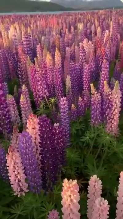 ? A field of Lupins New Zealand.