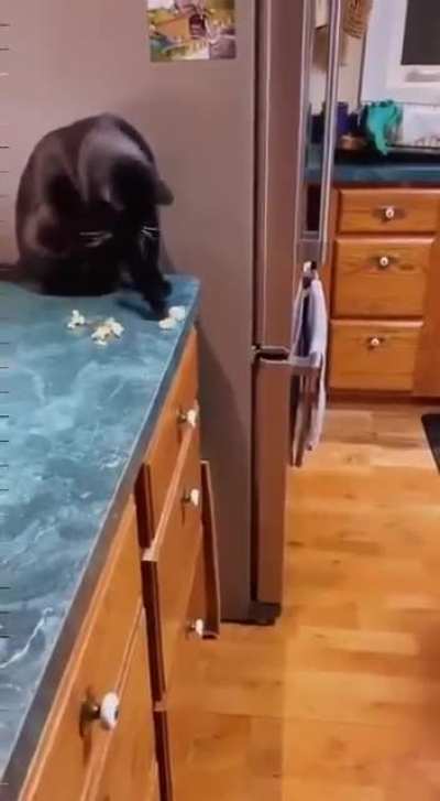 who feeds the dog? Me!!!??