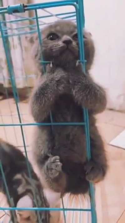 "Please let me out ?"