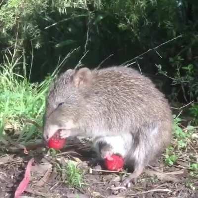 ? A potoroo and her baby snacking on strawberries at Cleland Wildlife Park in Australia.