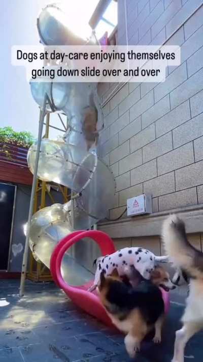 this daycare for dogs is on another level