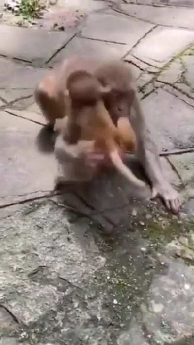 Monkey showing love her baby