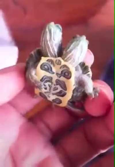 ? This Two-Headed Turtle ?