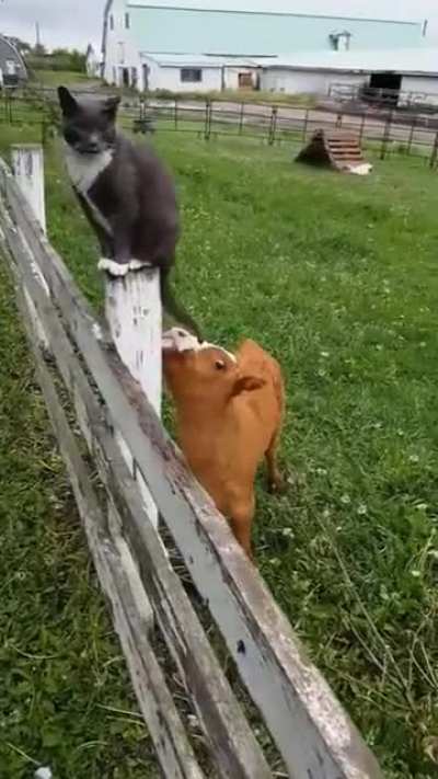 Mooo ?