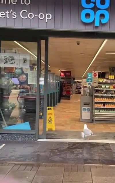The best thief I've ever seen?
