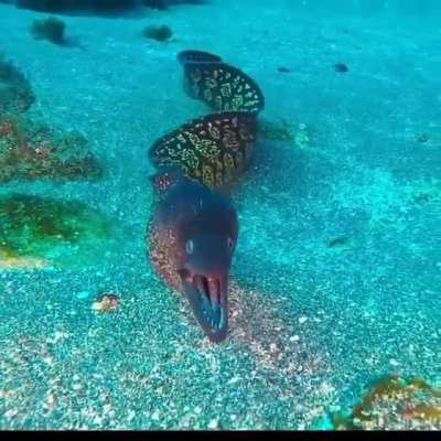 ? Moray eel